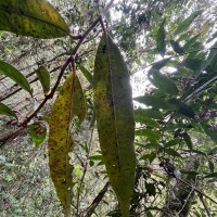 Ardisia gardneri C.B.Clarke